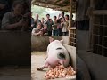 Now that the pigs don’t go up the tree, they will change to lay eggs... #Rare to see #Funny #Second