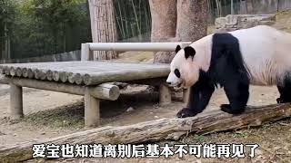Full Aibao found out that Fubao was not here anymore, which made him very sad, but he also had to face it Update