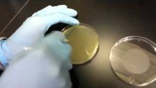 Making a Bacterial Lawn