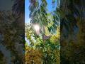 #WINTER #travel #seasonal #nature #videography #music #tree