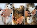 爪切りとねこ×３。-Cats's nail clippers.-