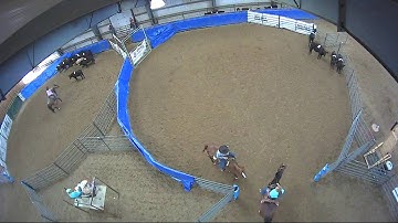 Big Sky Ranch Sorting Saddle Series #4 - #9 HC SORT - Round #1 - Ride #30