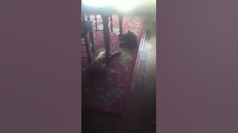 Catnip conundrum
