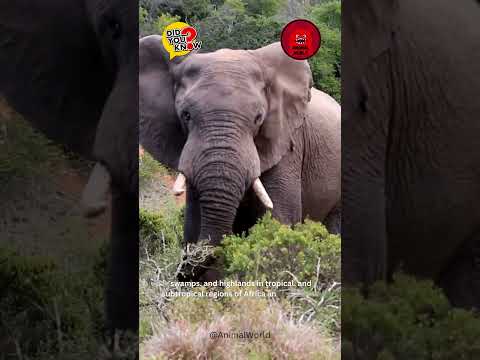 Elephant the largest