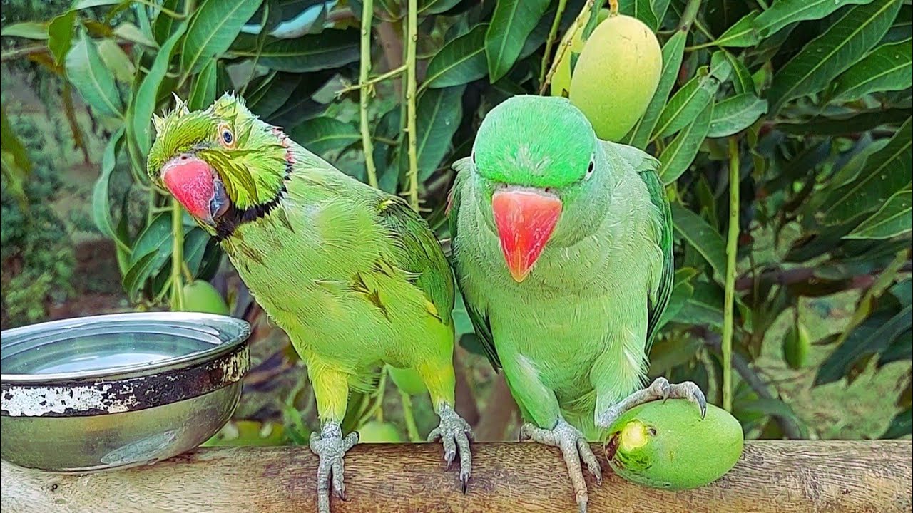 Indian Ringneck Parrot Eating Mango Shafin and Alex YouTube