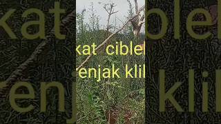 suara pikat ciblek sawah (prenjak klik)