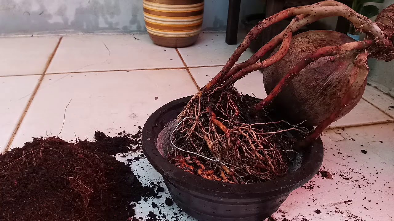  CARA  PINDAH POT  BONSAI  KELAPA  YouTube