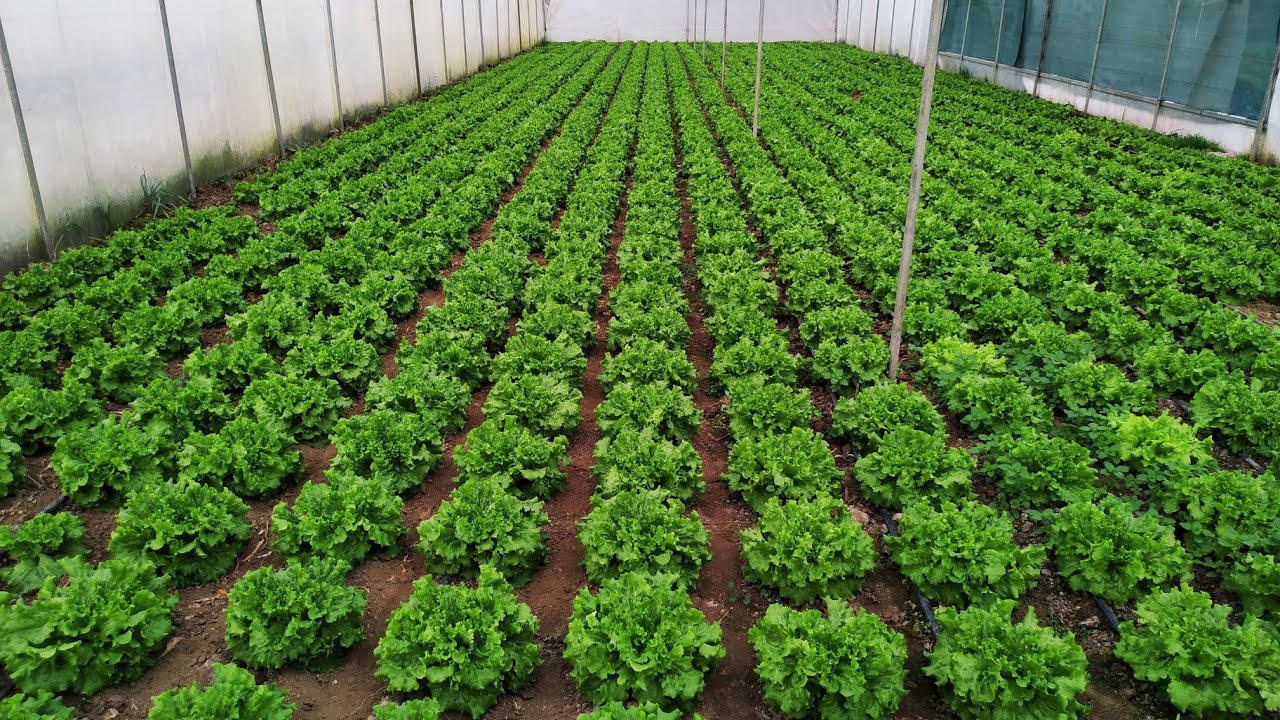 Kıvırcık Marulda Gübreleme ve Maliyeti - YouTube