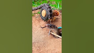 Đặt bẫy rắn độc là miền tây và cái kết bất ngờ cả nhà ơi