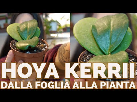 HOYA KERRII COME FARE UNA PIANTA DALLA FOGLIA!