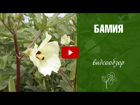 Video: Бамия өндүрө баштоо үчүн канча убакыт керек?