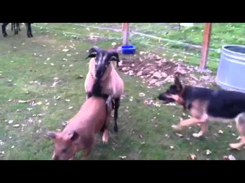 Barnyard antics! German Shepherd, Blackbelly Sheep, and pigs