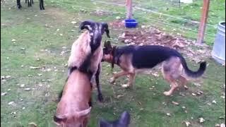 Barnyard antics! German Shepherd, Blackbelly Sheep, and pigs