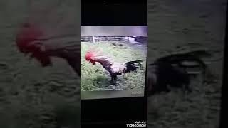 Ayam tajen