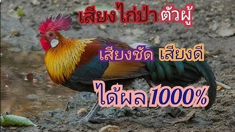 เสียงไก่ป่าตัวผู้ เสียงชัด เสียงดี ได้ผล1000% #เสียงไก่ป่า #ไก่ป่า #ไก่ต่อ #อาเด็กดอย #กดติดตาม