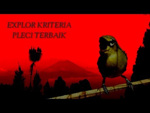 Explor Pleci Terbaik Se Nusantara