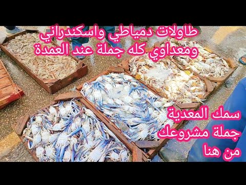 فيديو: المحار في الميناء