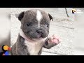 Abandoned Puppy With Cleft Lip Finds Family Who's Obsessed With Him | The Dodo