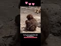 The Baby hugging the baby #shortsyoutube #shortvideo #shorts #short #shortsfeed #shortsvideo