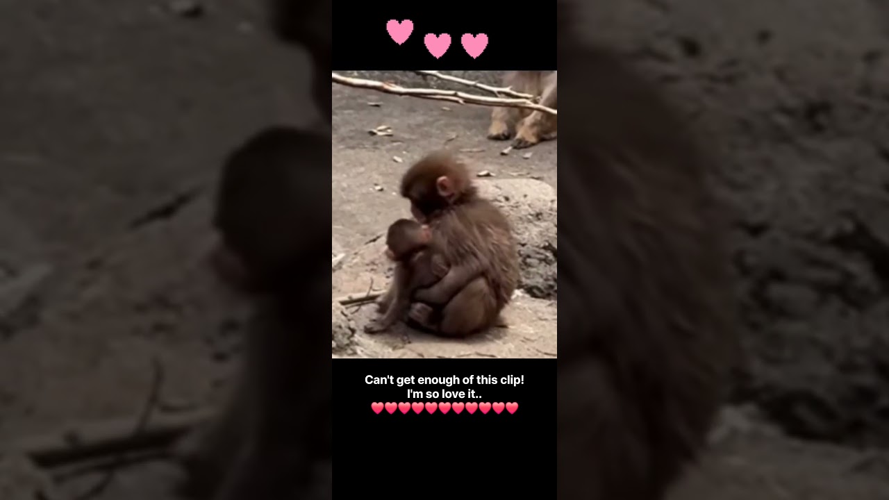 The Baby hugging the baby #shortsyoutube #shortvideo #shorts #short #shortsfeed #shortsvideo