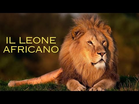 Video: Perché il leone è il re degli animali?