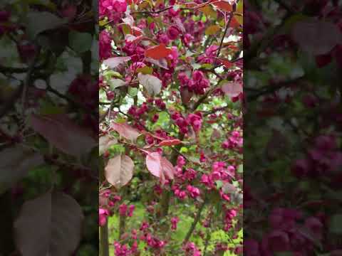 🌼 Когда нельзя опрыскивать?