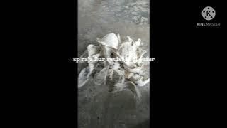 Suara panggil raja liur revisi