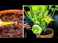 Growing peter patty pan squash from seed to fruit 86 days time lapse