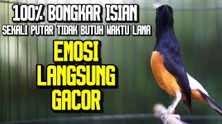 PANCINGAN PAGI HARI MURAI BATU BONGKAR ISIAN MEWAH 100% AMPUH BIKIN MURAI JADI GACOR‼️