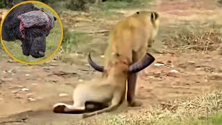Fierce Buffaloes Attack Lion By Pair of Sharp Horns- This Is Why Lion Shouldn't Challenge Buffaloes