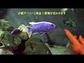 蓼科アミューズメント水族館 の動画、YouTube動画。