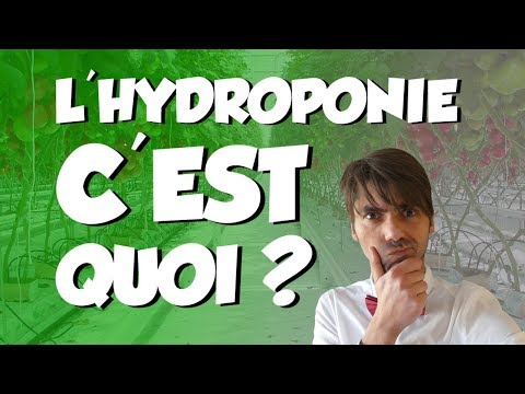 Vidéo: A quoi ressemblent les hydroïdes ?