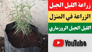 طريقة زراعة نبات اكليل الجبل (الروزماري)