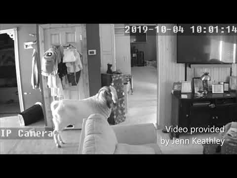 Jenn Keathley Security video of goat in the house