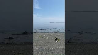 Full Sequim, WA Guide