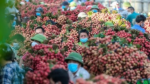 Xe chở vải thiều nối dài cả cây số nhuộm đỏ rực đường ở Bắc Giang