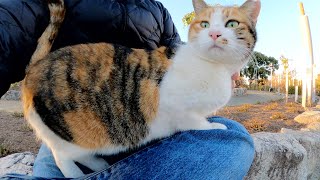 他の猫を撫でたら、三毛猫が怒ってひざの上から降りてしまった