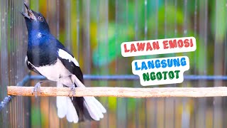 Pancingan Kacer Gacor Ampuh Buat Menaikan Emosi Lawan Agar Tarung Langsung Buka Ekor