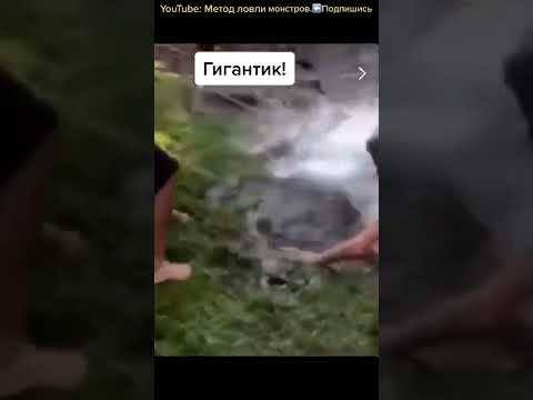 Рыба утащила рыбака