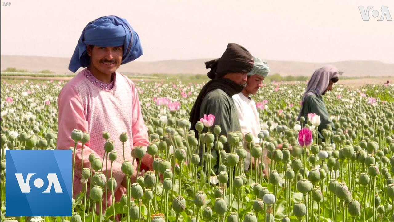 afghanistan cricket captain Poppy Fields Bloom Across Afghanistan