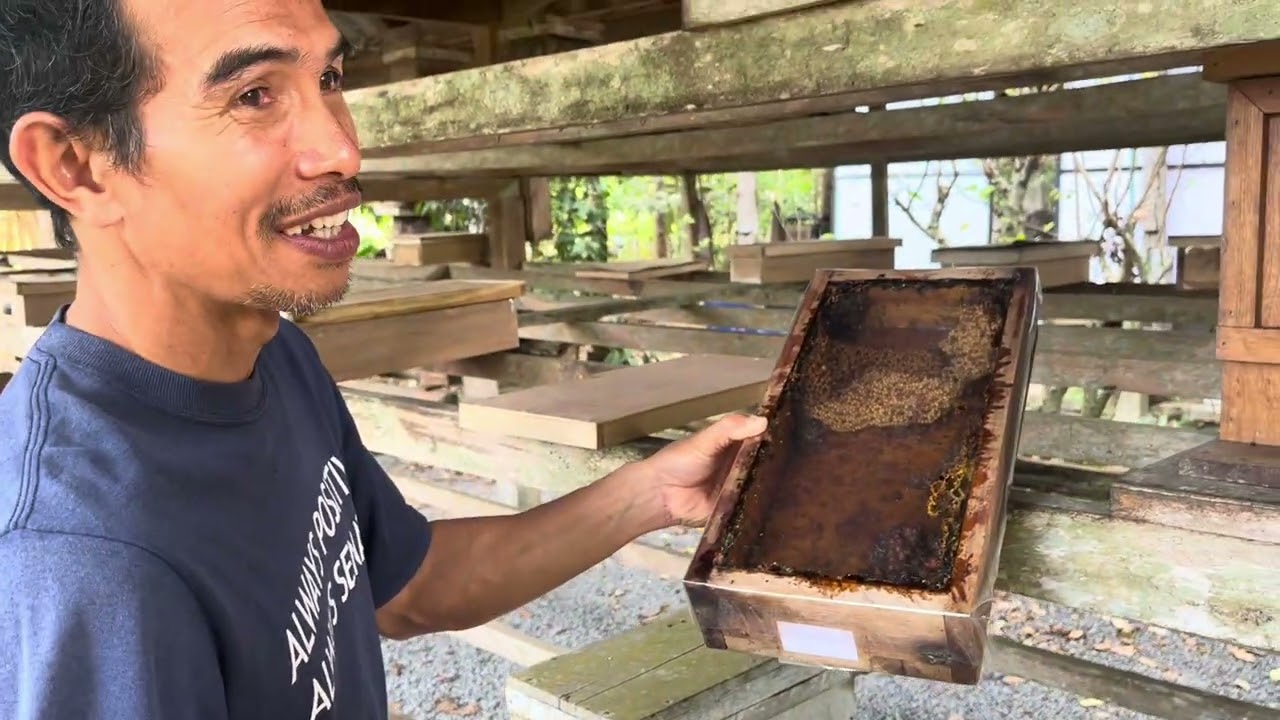 พันธุ์ผึ้งชันโรงนาดาฟาร์ม