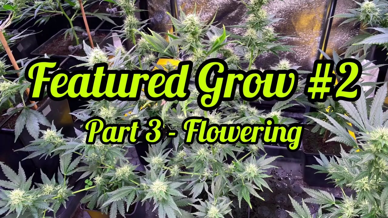 FEATURED GROW #2: Part 3: Flowering: Lemon Zkittle from Dutch Passion under SANlight Q6W Gen2