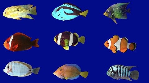 15 3d textured fishes : interactive javascript 3d models you can embed for free on your webpages