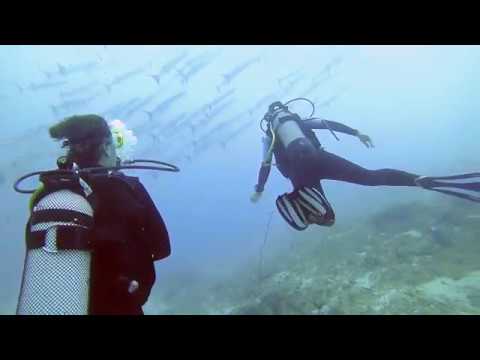 Plongée dans la Passe en S - l'aquarium