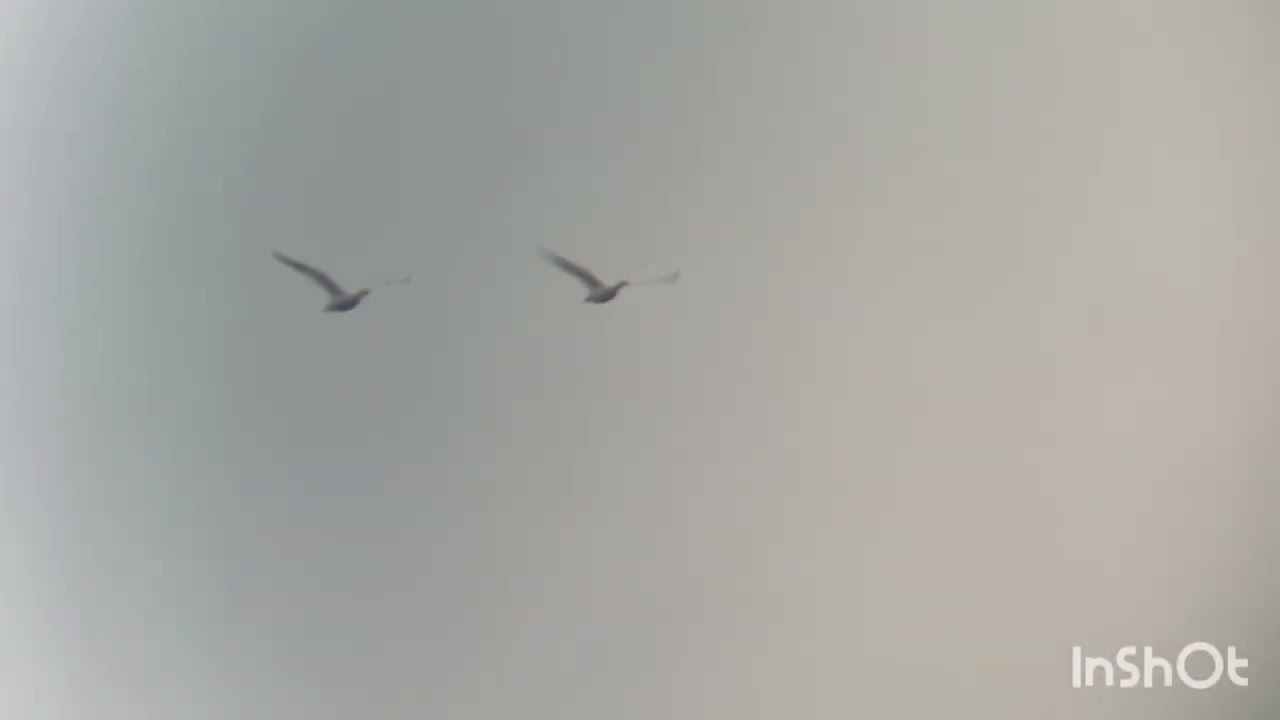 New for Europe! 2 Wild Ross's Geese - Anser rossii - Ross’ ganzen / Klemskerke 10 december 2023