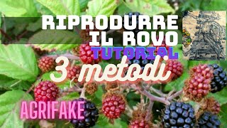3 METODI PER RIPRODURRE LA MORA DI ROVO (gen.Rubus) by agrifake 219 views 1 month ago 9 minutes, 52 seconds