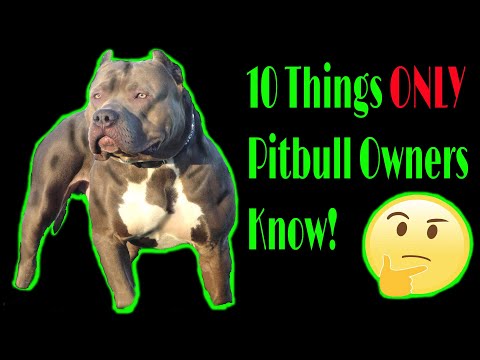 วีดีโอ: 10 สิ่งที่เจ้าของ PitBull เข้าใจเท่านั้น