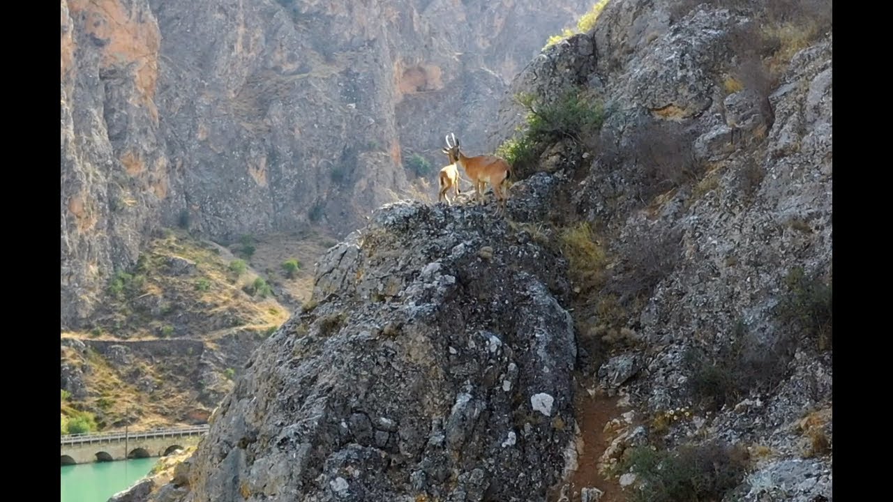 Kayalıklarda ki DAĞ KEÇİLERİ  -   vahşi doğal yaşam
