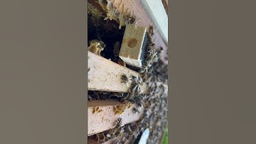 Adding a queen to a queenless hive