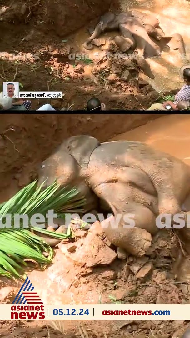 പ്രതീക്ഷകൾ വിഫലം, സെപ്റ്റിക്ക് ടാങ്കിൽ കുടുങ്ങിയ കാട്ടാനക്കുട്ടി ചരിഞ്ഞു